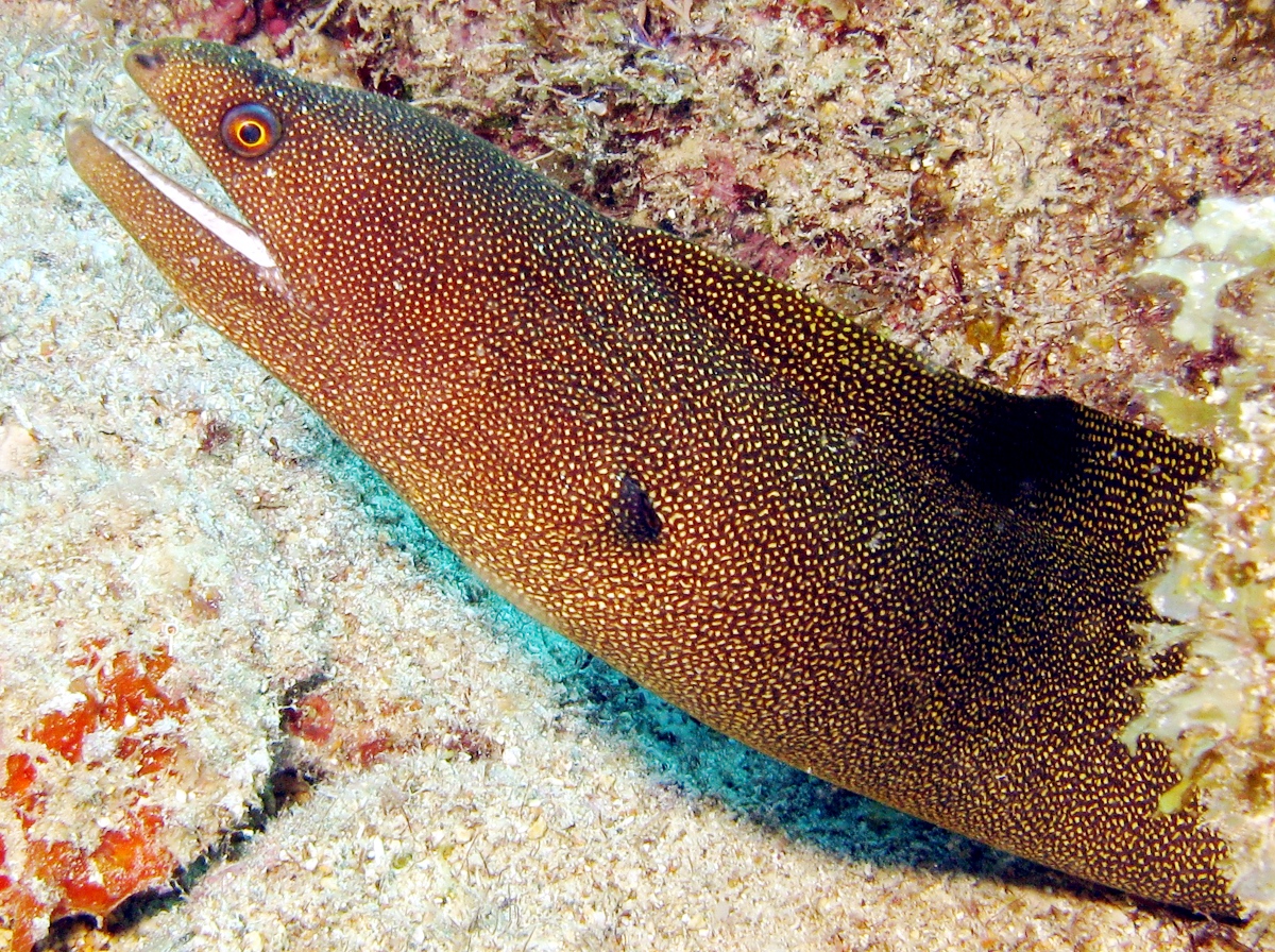 Gymnothorax miliaris